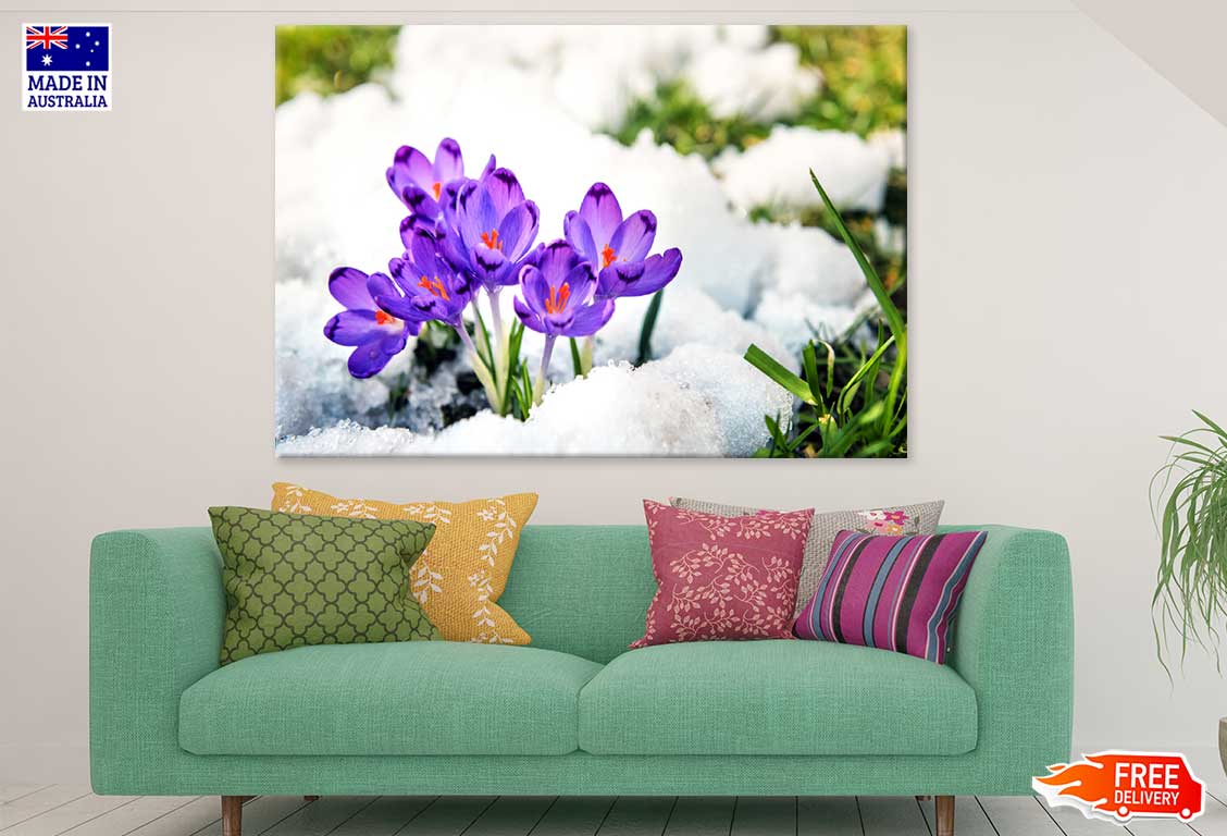 Purple Spring Flower on Snow View Photograph Print 100% Australian Made