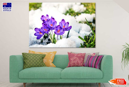 Purple Spring Flower on Snow View Photograph Print 100% Australian Made
