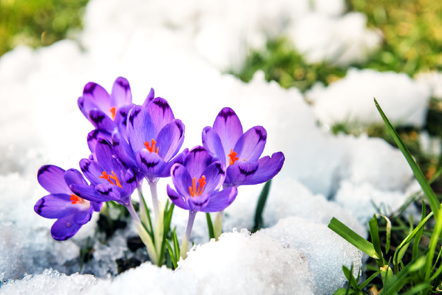 Purple Spring Flower on Snow View Photograph Print 100% Australian Made