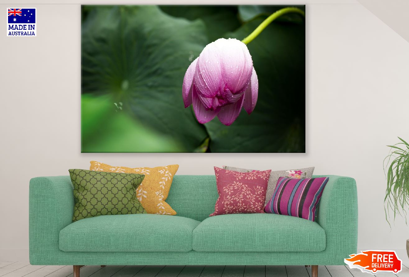 Pink Lotus Flower Closeup Photograph Print 100% Australian Made