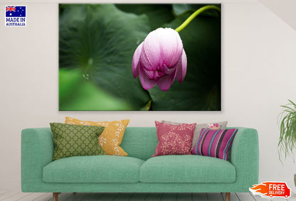 Pink Lotus Flower Closeup Photograph Print 100% Australian Made