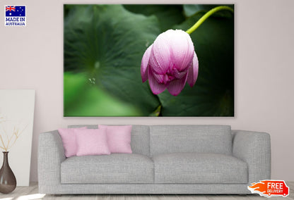Pink Lotus Flower Closeup Photograph Print 100% Australian Made