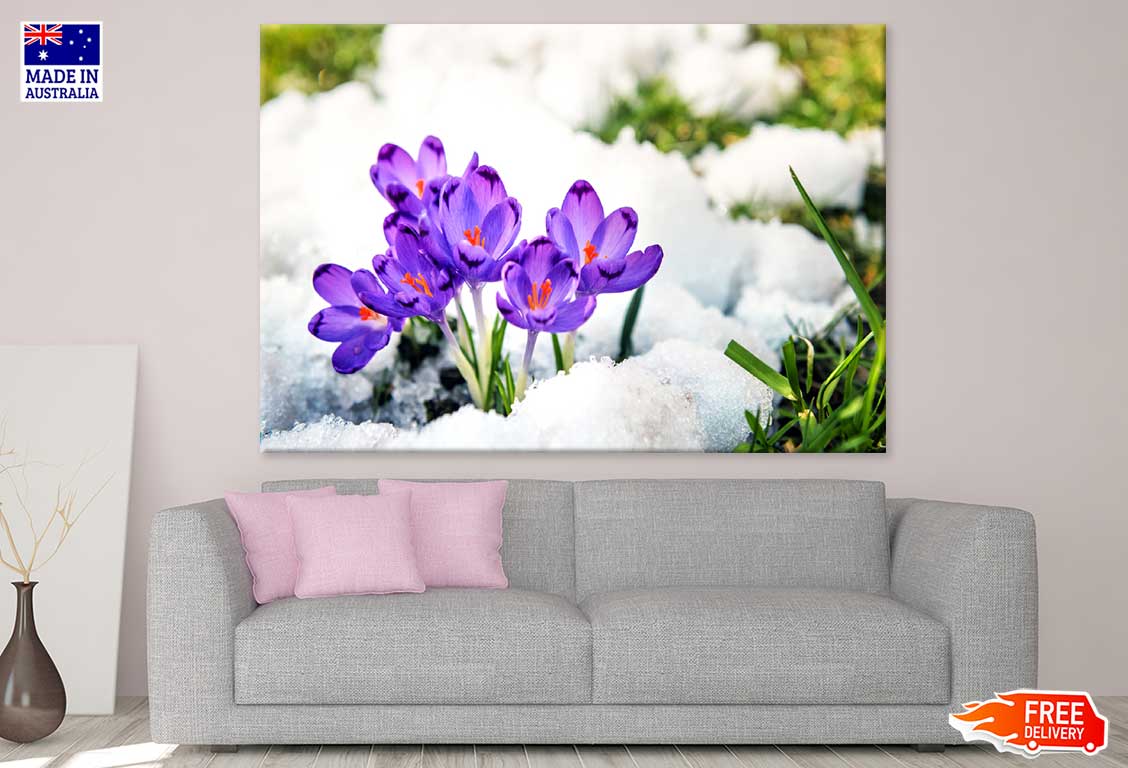 Purple Spring Flower on Snow View Photograph Print 100% Australian Made