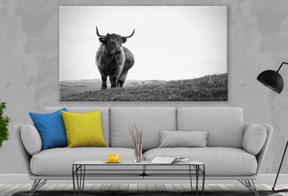 Highland Cow Standing B&W Print 100% Australian Made