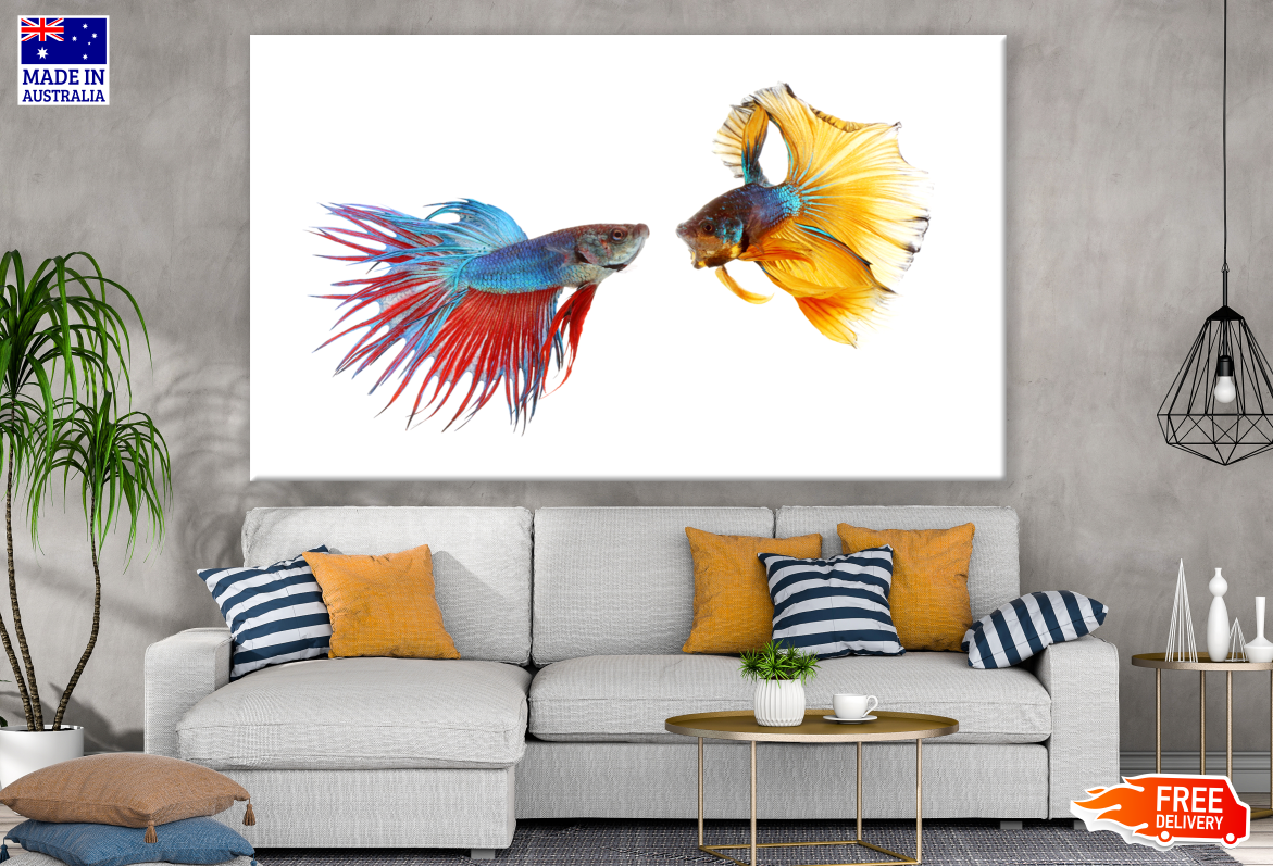 Fighter Fish Couple Photograph Print 100% Australian Made