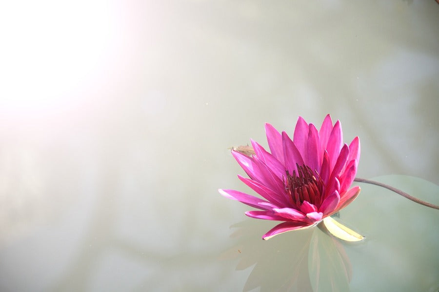 Pink Lotus Flower on Water Photograph Print 100% Australian Made
