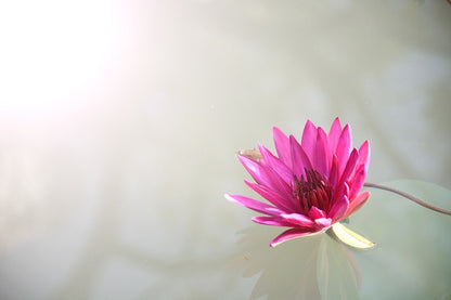 Pink Lotus Flower on Water Photograph Print 100% Australian Made