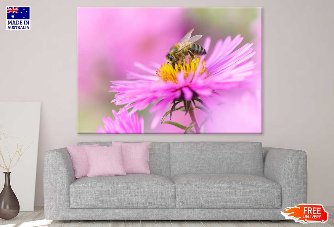 Bee On Pink Daisy Flower View Photograph Print 100% Australian Made