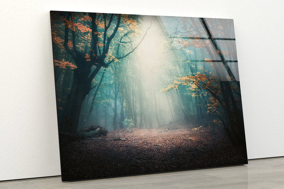 Misty Autumn Forest Acrylic Glass Print Tempered Glass Wall Art 100% Made in Australia Ready to Hang