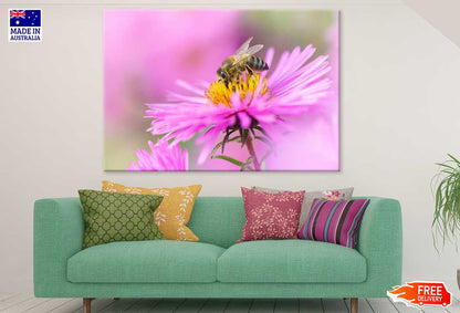 Bee On Pink Daisy Flower View Photograph Print 100% Australian Made