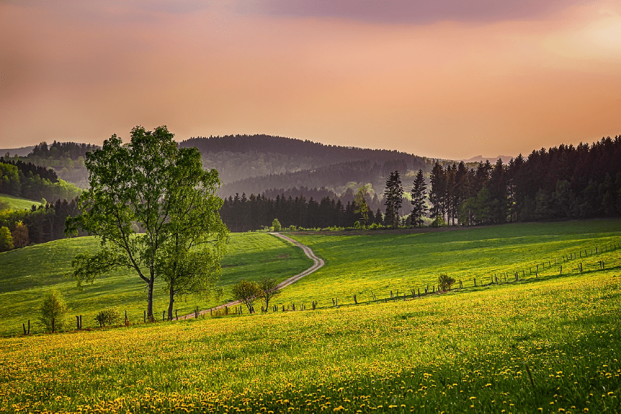 Trees on Flower Field Sunset Photograph Print 100% Australian Made