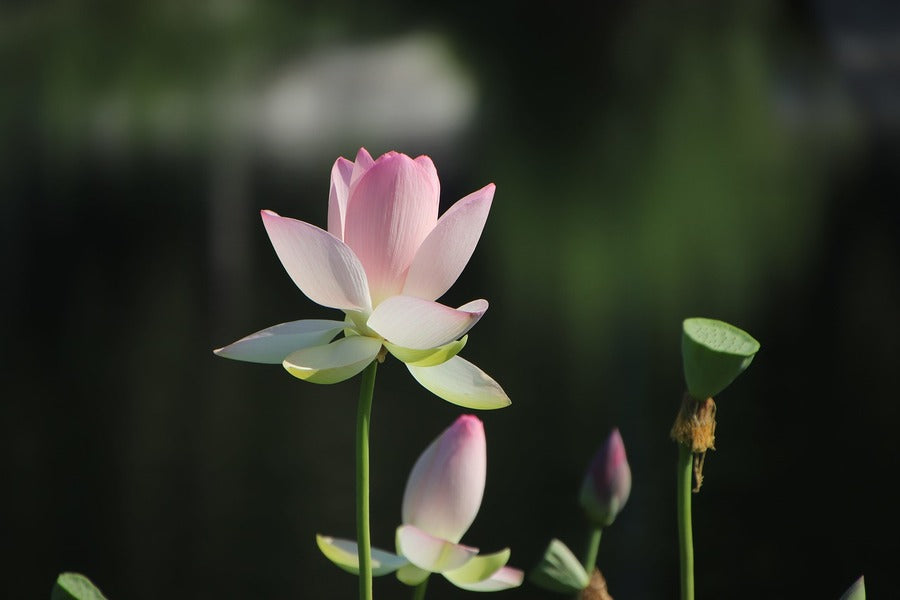 White Pink Lotus Flower Plant Photograph Print 100% Australian Made