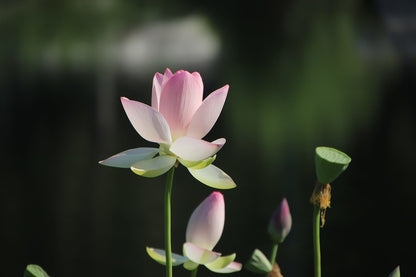 White Pink Lotus Flower Plant Photograph Print 100% Australian Made