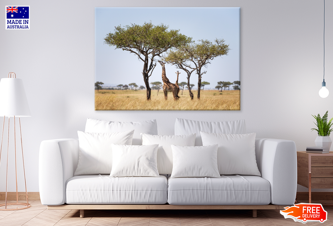 Giraff Herd Under The Trees View Print 100% Australian Made