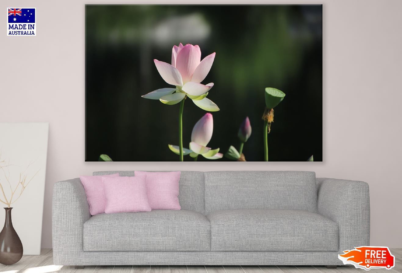 White Pink Lotus Flower Plant Photograph Print 100% Australian Made