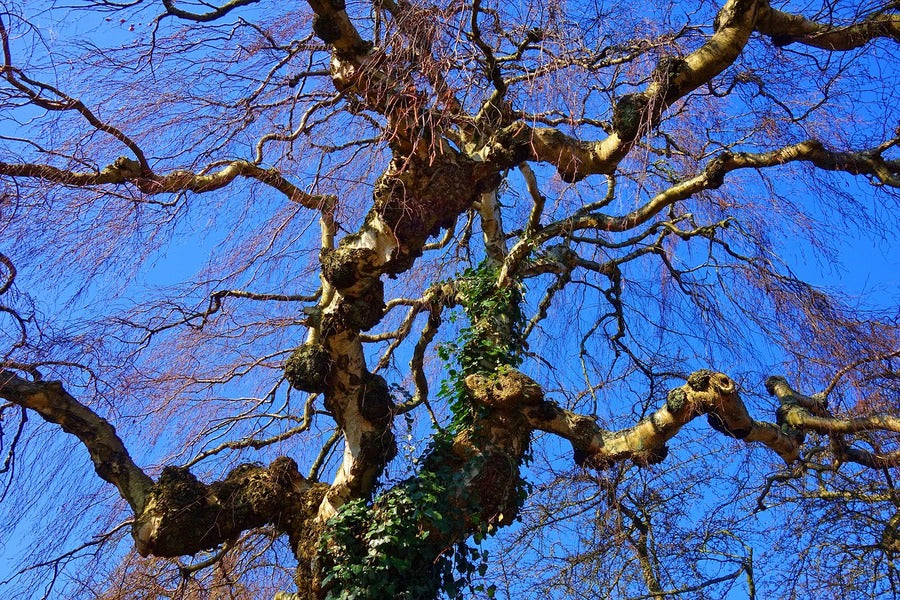 Birch Tree Branches View From Below Print 100% Australian Made