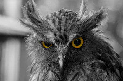 Yellow Eyed Owl B&W Photograph Print 100% Australian Made