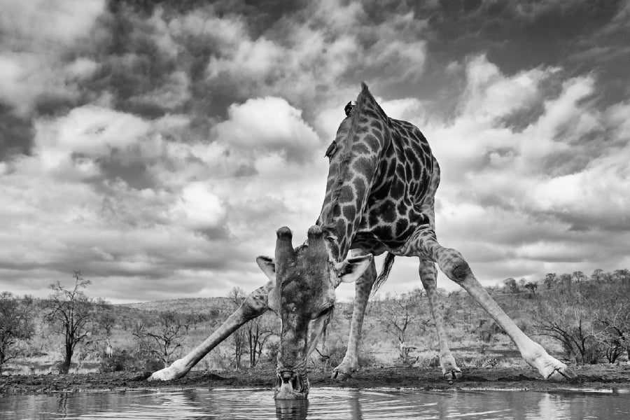 Giraffe Drinking Water B&W View Photograph Print 100% Australian Made