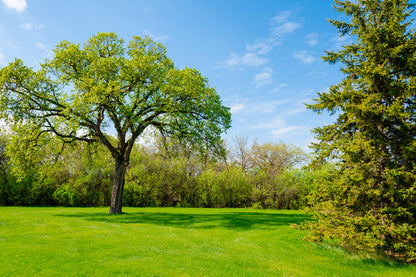 Blue Sky & Green Grass with Trees Photograph Print 100% Australian Made