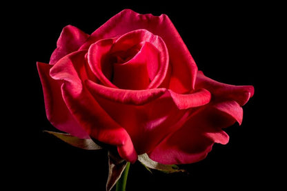 Red Rose Closeup Photograph Print 100% Australian Made
