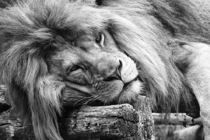 Laying Lion B&W View Photograph Home Decor Premium Quality Poster Print Choose Your Sizes