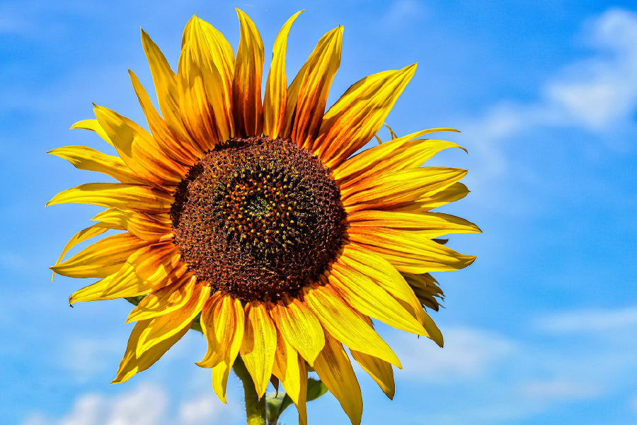 Sunflower & Blue Sky Photograph Print 100% Australian Made