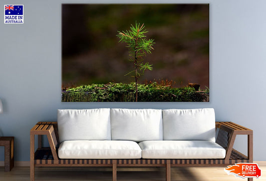 Larch Tree View Photograph Print 100% Australian Made