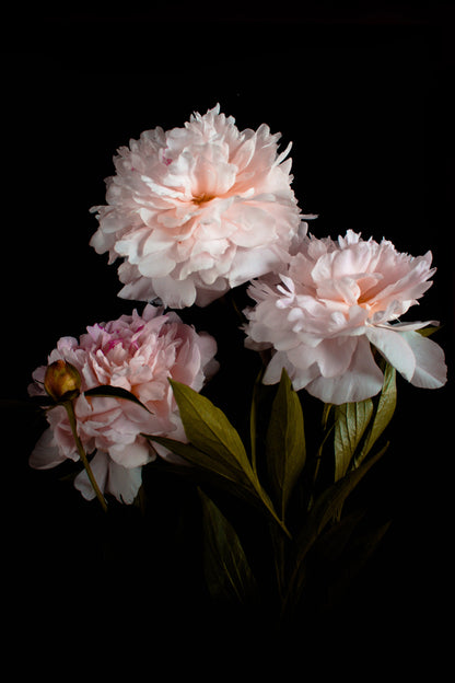 Pink Peonies on Dark Photograph Print 100% Australian Made