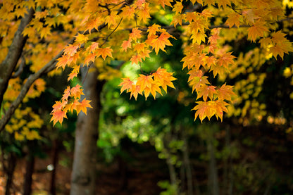 Bella Home Maple leaves Autumn in Japan Print Canvas Ready to hang