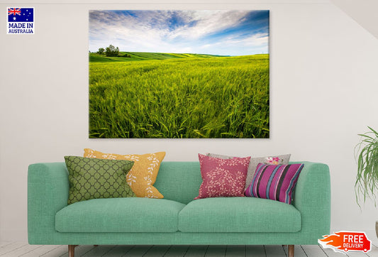 Rice Field Under Blue Sky View Photograph Print 100% Australian Made