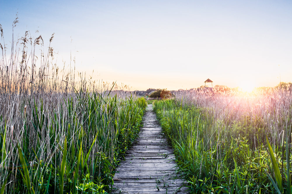 Wallpaper Murals Peel and Stick Removable Wooden Path Between Grass High Quality