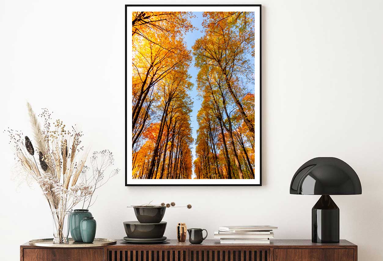 Autumn Trees Photograph in Nami Island Korea Home Decor Premium Quality Poster Print Choose Your Sizes