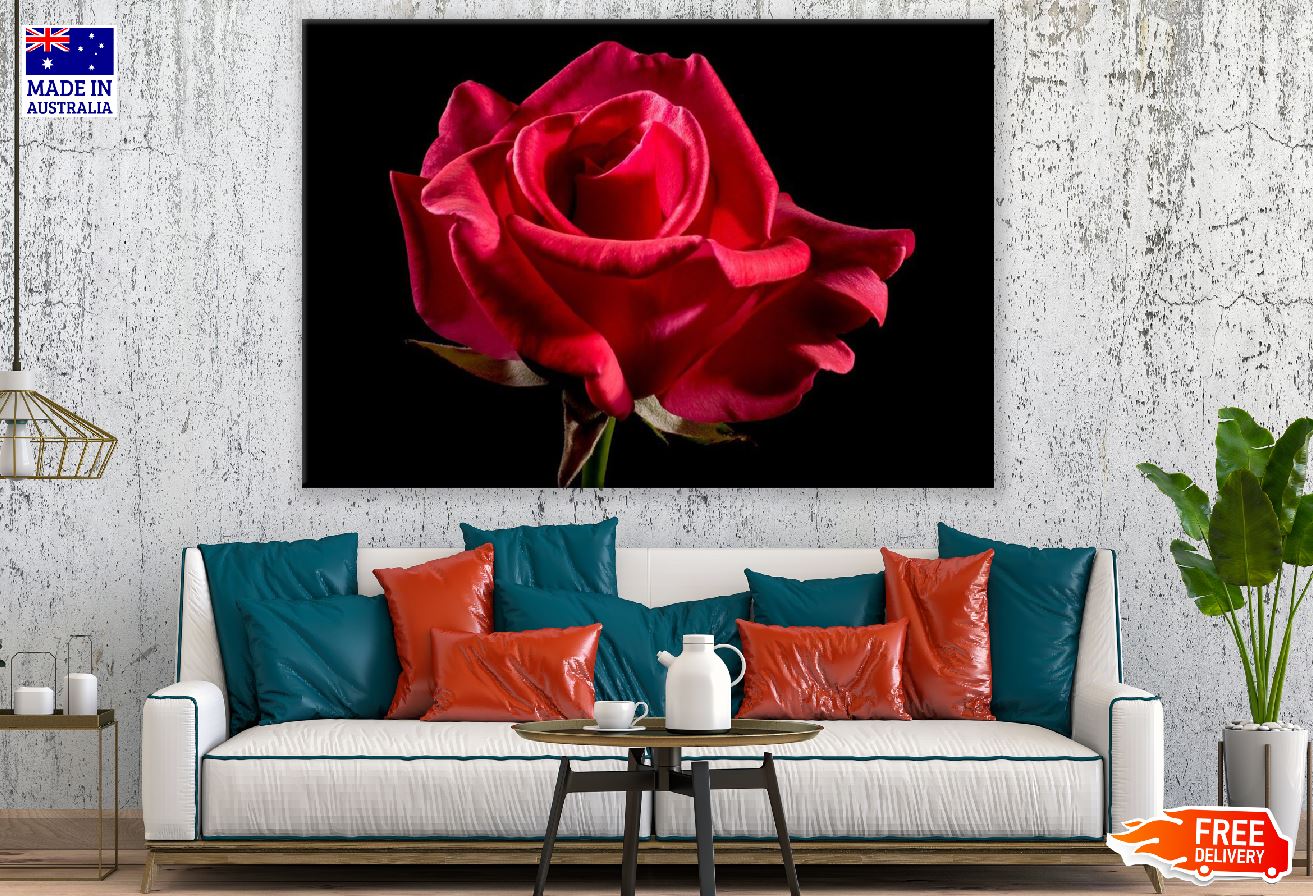 Red Rose Closeup Photograph Print 100% Australian Made