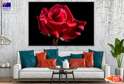 Red Rose Closeup Photograph Print 100% Australian Made