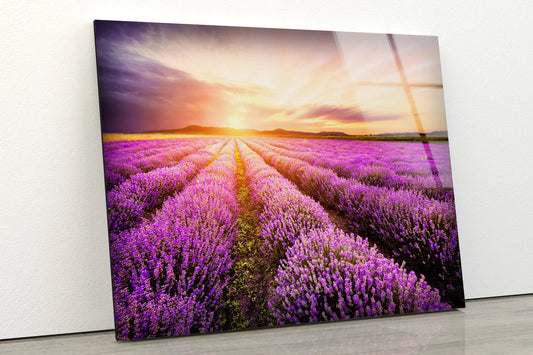 Lavender Field Sunset Photograph Acrylic Glass Print Tempered Glass Wall Art 100% Made in Australia Ready to Hang