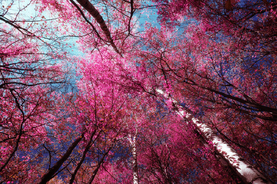 Pink Autumn Trees in Forest Scenery Photograph Print 100% Australian Made