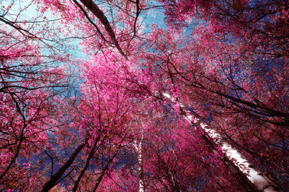 Pink Autumn Trees in Forest Scenery Photograph Print 100% Australian Made
