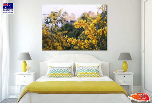 Yellow Mimosa Tree View Photograph Print 100% Australian Made