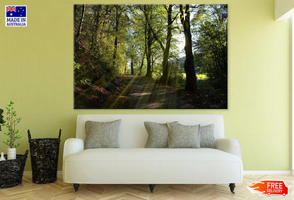 Road in Forest & Sunrays Photograph Print 100% Australian Made