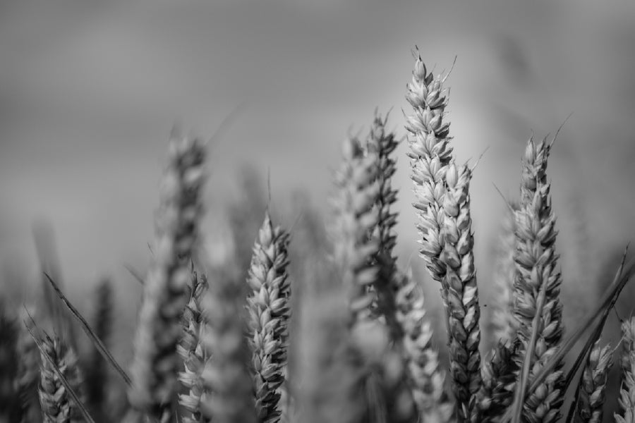 Wheat Plant Closeup B&W View Photograph Home Decor Premium Quality Poster Print Choose Your Sizes