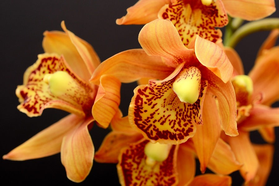 Orange Orchid Flowers Closeup Photograph Print 100% Australian Made