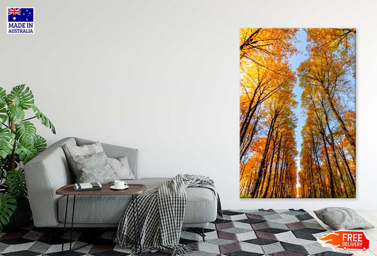 Autumn Trees in Nami Island Korea Photograph Print 100% Australian Made