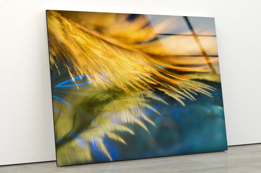 Yellow Feather Closeup Photograph Acrylic Glass Print Tempered Glass Wall Art 100% Made in Australia Ready to Hang