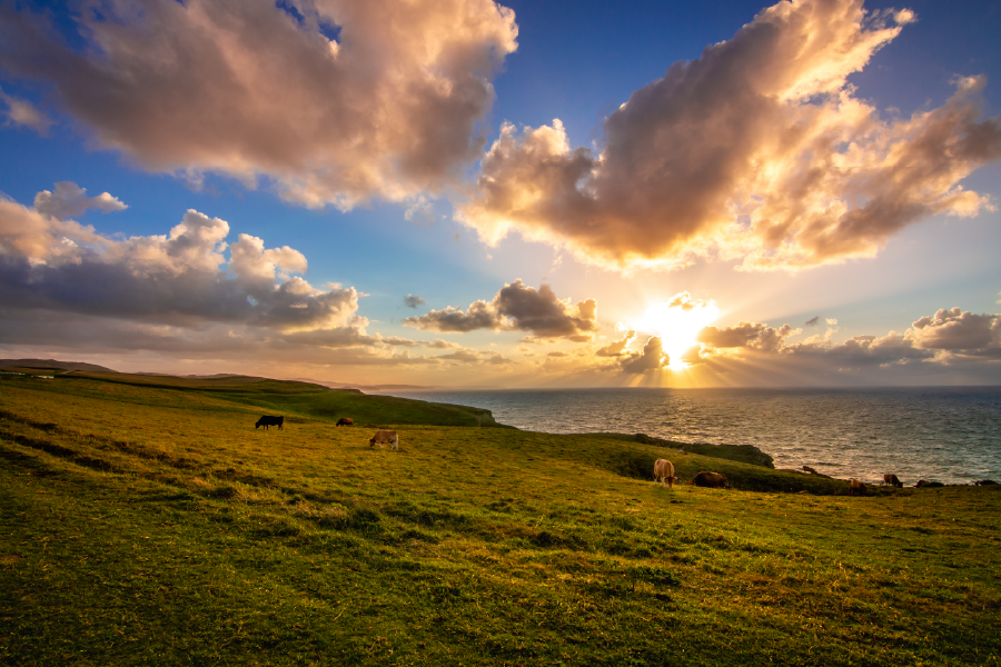 Cow Herd & Grassess Sunset View Photograph Print 100% Australian Made