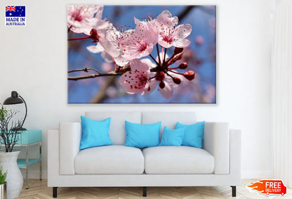 Cherry Blossom Flowers View Photograph Print 100% Australian Made
