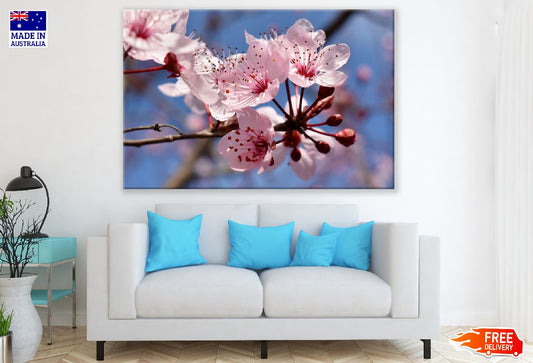 Cherry Blossom Flowers View Photograph Print 100% Australian Made