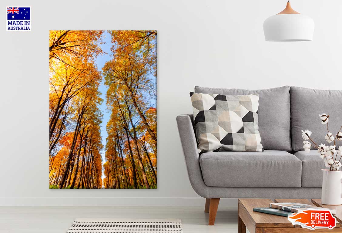 Autumn Trees in Nami Island Korea Photograph Print 100% Australian Made