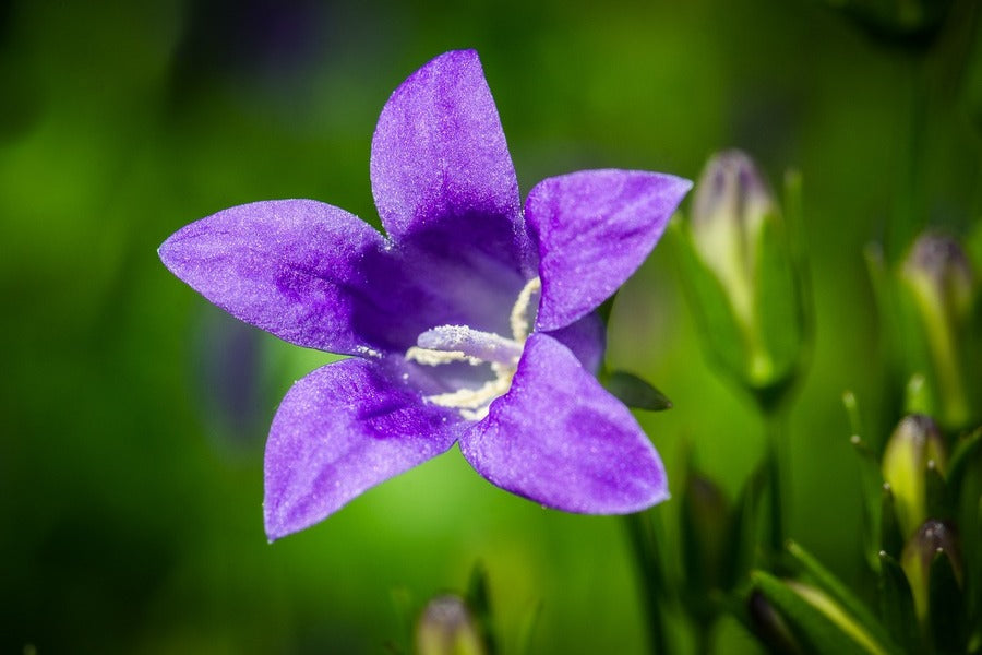 Purple Bell Flower Closeup Photograph Print 100% Australian Made