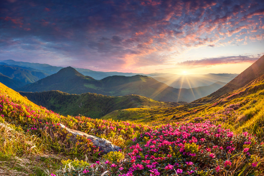 Flower Field on Mountain View Photograph Print 100% Australian Made