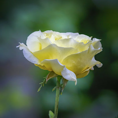 Square Canvas White Yellow Rose Flower View High Quality Print 100% Australian Made